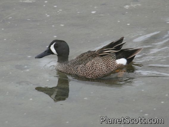 Blue-winged Teal (Spatula discors) Male