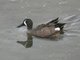 Blue-winged Teal (Spatula discors) Male