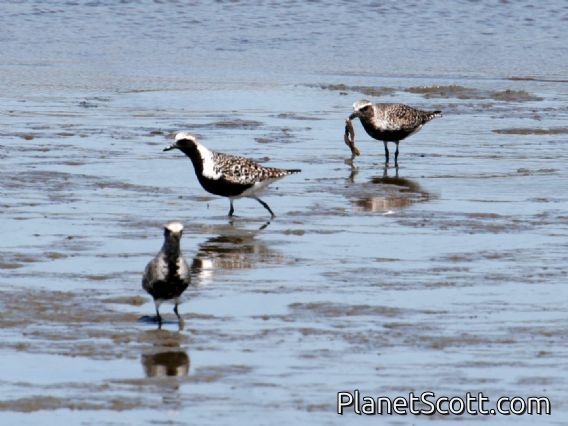 Black-bellied Plover (Pluvialis squatarola) Breeding