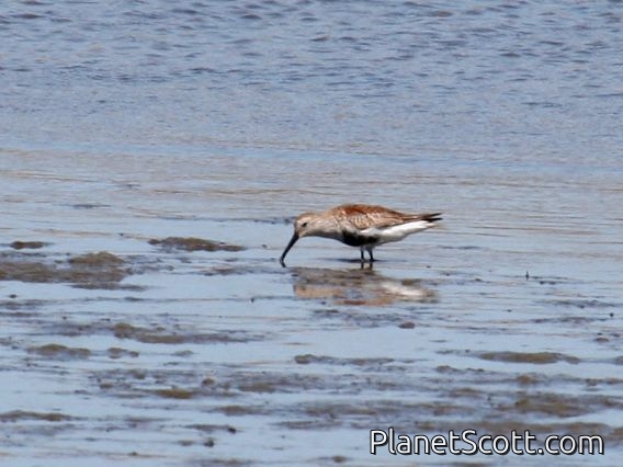 Dunlin (Calidris alpina)