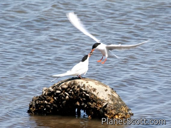 Forster's Tern (Sterna forsteri)