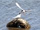 Forster's Tern (Sterna forsteri)