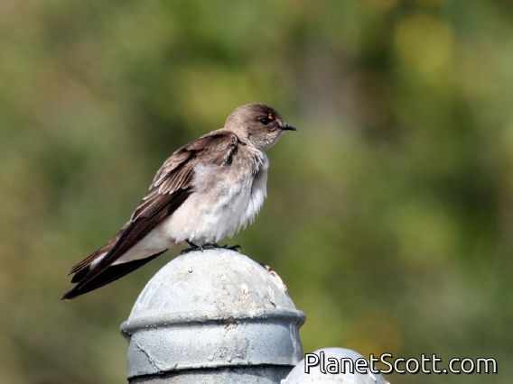 Northern Rough-winged Swallow (Stelgidopteryx serripennis)