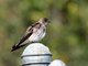 Northern Rough-winged Swallow (Stelgidopteryx serripennis)