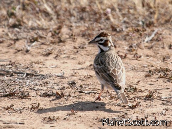 Lark Sparrow (Chondestes grammacus)