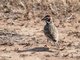 Lark Sparrow (Chondestes grammacus)