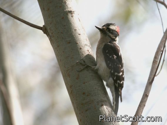 Downy Woodpecker (Picoides pubescens) Male