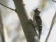 Downy Woodpecker (Picoides pubescens) Male