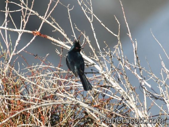Phainopepla (Phainopepla nitens)