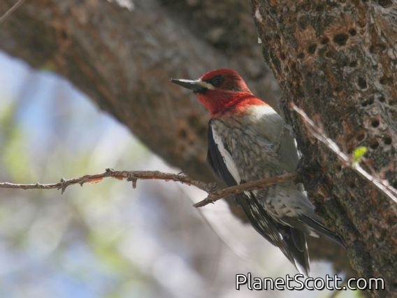 Red-breasted Sapsucker (Sphyrapicus ruber)