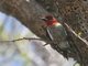 Red-breasted Sapsucker (Sphyrapicus ruber)