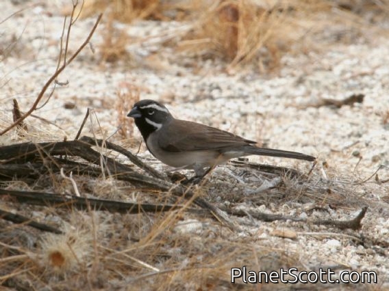 Black-throated Sparrow (Amphispiza bilineata)