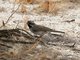 Black-throated Sparrow (Amphispiza bilineata)