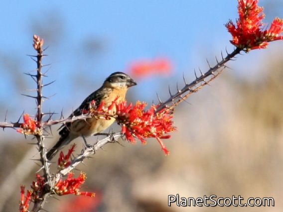 Black-headed Grosbeak (Pheucticus melanocephalus)
