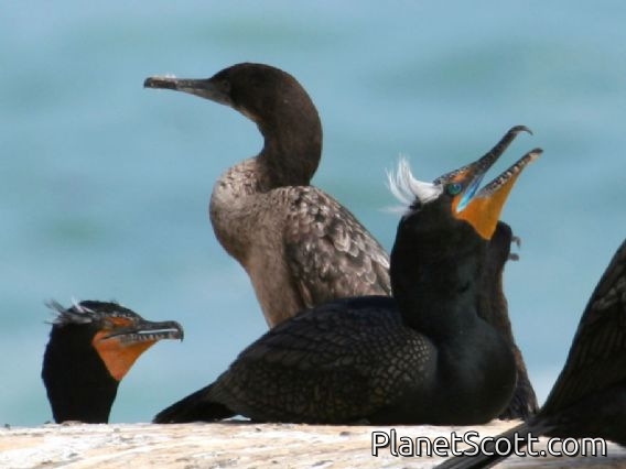 Double-crested Cormorant (Phalacrocorax auritus) Breeding