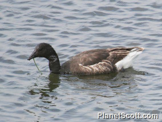 Brant (Branta bernicla)