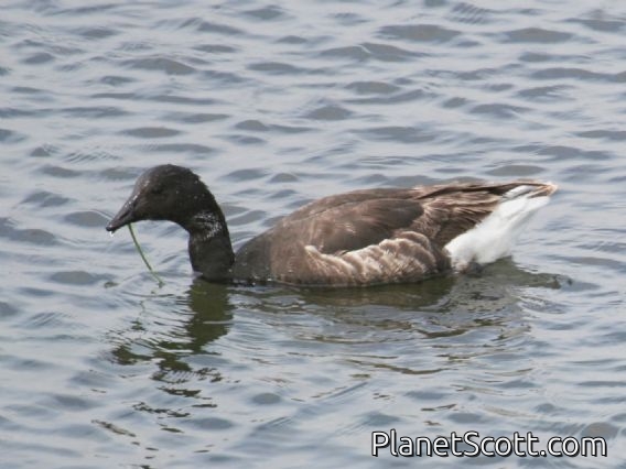 Brent Goose (Branta bernicla)
