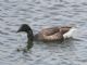 Brent Goose (Branta bernicla) 