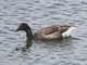 Brent Goose (Branta bernicla)