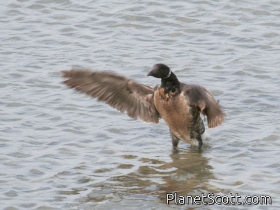 Brent Goose (Branta bernicla)