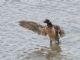 Brent Goose (Branta bernicla) 