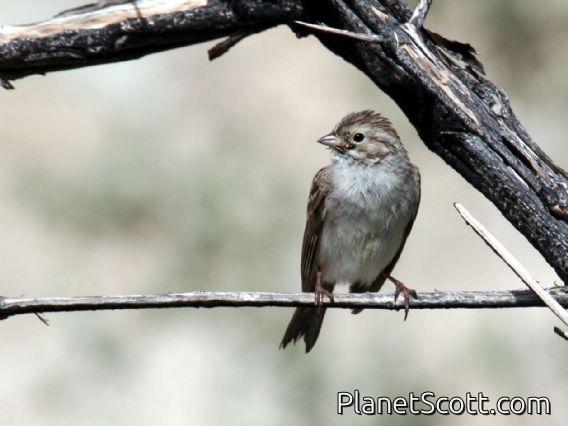 Brewer's Sparrow (Spizella breweri)