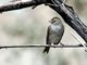 Brewer's Sparrow (Spizella breweri)