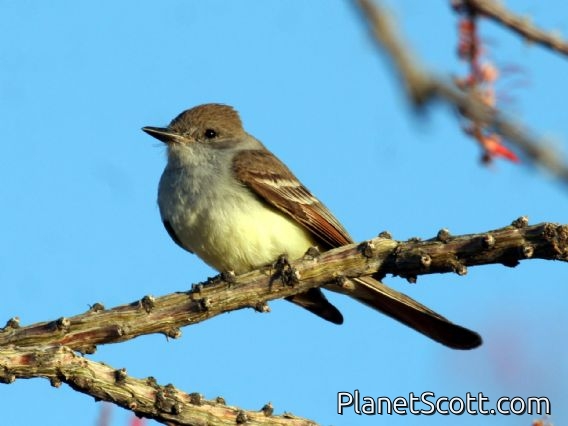 Ash-throated Flycatcher (Myiarchus cinerascens)