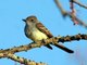 Ash-throated Flycatcher (Myiarchus cinerascens)