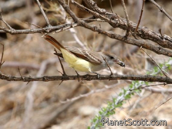 Ash-throated Flycatcher (Myiarchus cinerascens)