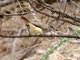 Ash-throated Flycatcher (Myiarchus cinerascens)
