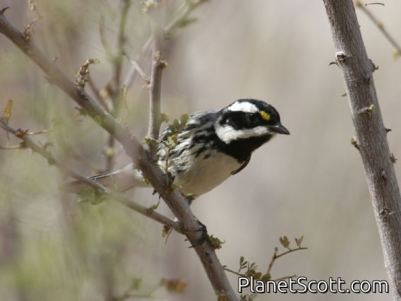 Black-throated Grey Warbler (Dendroica nigrescens) Male