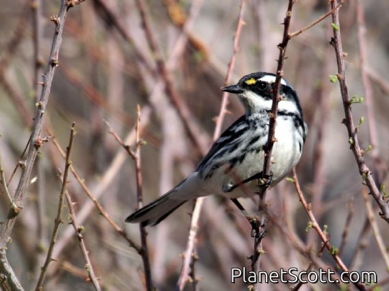 Black-throated Grey Warbler (Dendroica nigrescens) Female