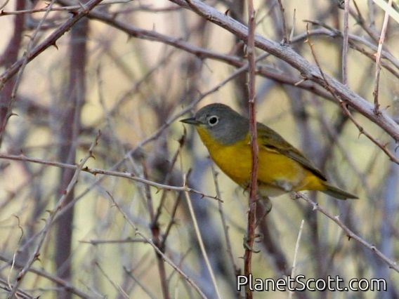 Nashville Warbler (Vermivora ruficapilla)