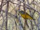 Nashville Warbler (Vermivora ruficapilla)