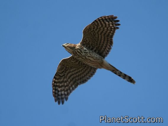 Cooper's Hawk (Accipiter cooperii) 
