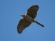 Cooper's Hawk (Accipiter cooperii)