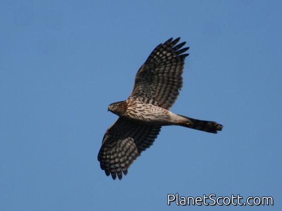 Cooper's Hawk (Accipiter cooperii) 