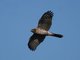 Cooper's Hawk (Accipiter cooperii)