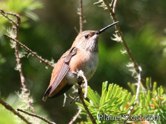 Allen's Hummingbird (Selasphorus sasin) Juvenile Male