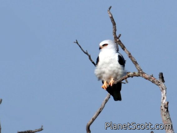 White-tailed Kite (Elanus leucurus)