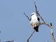 White-tailed Kite (Elanus leucurus)