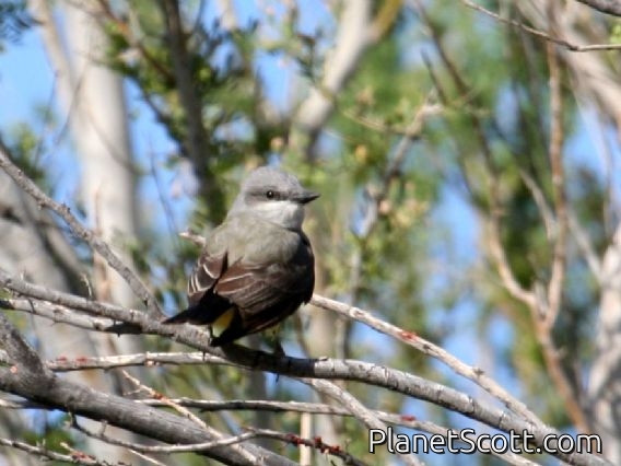 Cassin's Kingbird (Tyrannus vociferans)