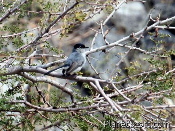 Black-tailed Gnatcatcher (Polioptila melanura)