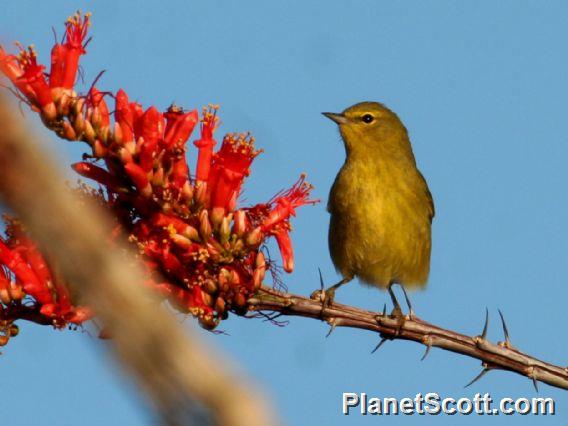 Orange-crowned Warbler (Leiothlypis celata)