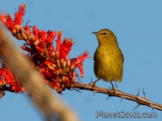 Orange-crowned Warbler (Vermivora celata)