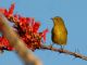 Orange-crowned Warbler (Vermivora celata) 