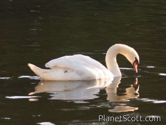 Mute Swan (Cygnus olor)