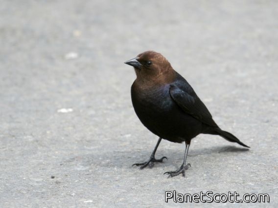 Brown-headed Cowbird (Molothrus ater) Male