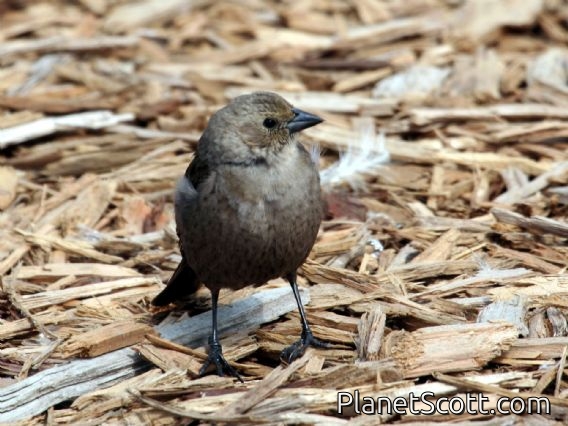 Brown-headed Cowbird (Molothrus ater) Female
